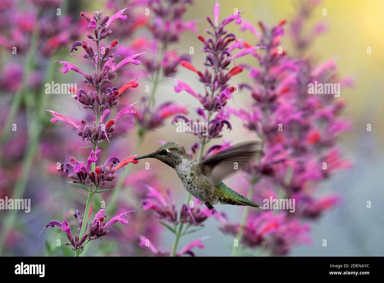 USA, Pacific Northwest, Oregon, Deschutes County, Deschutes National Forest, Selasphorus rufus, Rufous Kolibri, Stockfoto