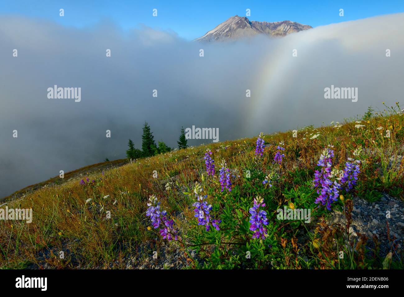 USA, Pazifischer Nordwesten, Washington State, Gifford Pinchot National Forest, Mount St. Helens National Volcanic Monument, Lupine blühen im Frühling Stockfoto