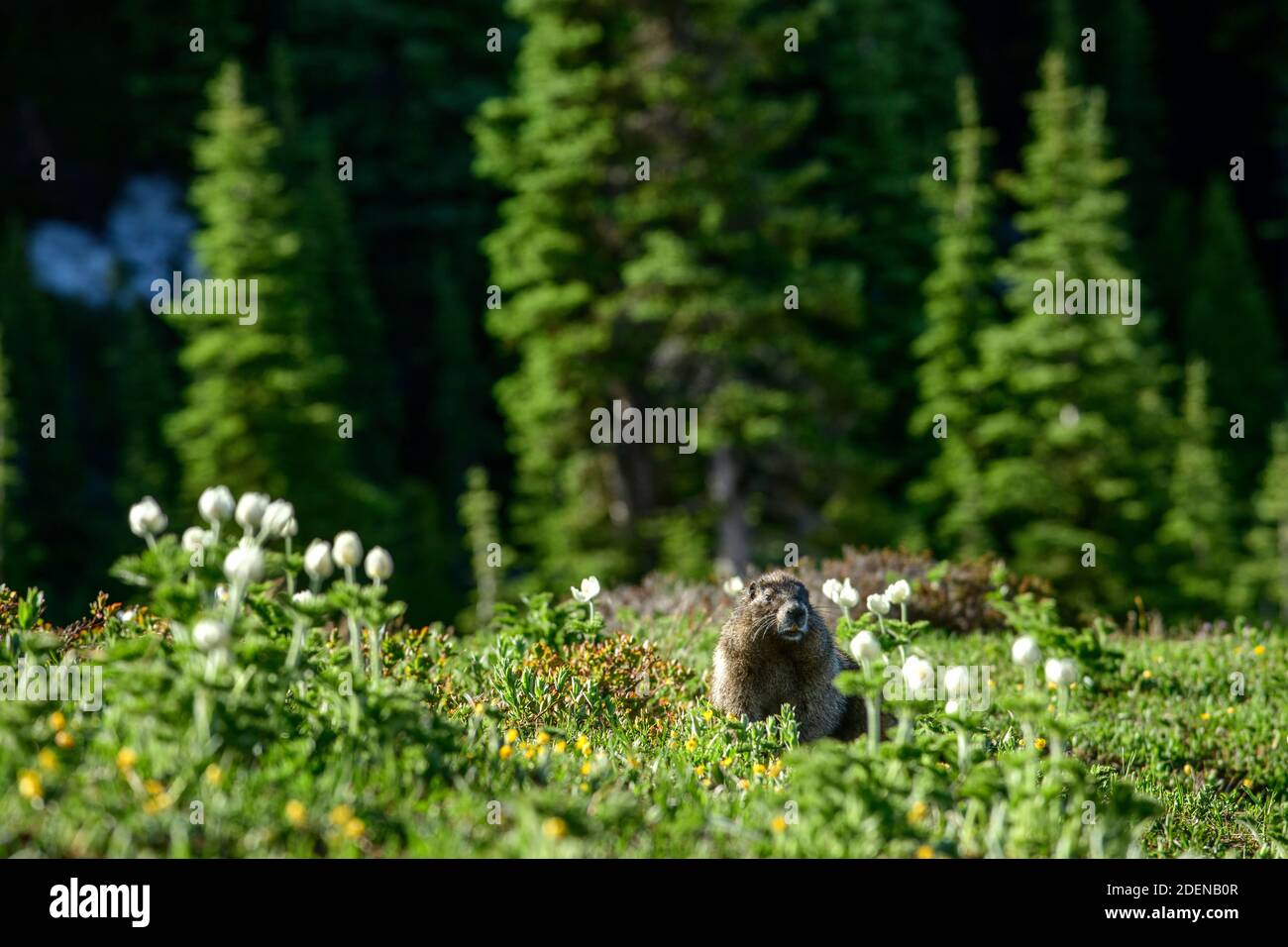 USA, Pazifischer Nordwesten, Washington State, Mount Rainier National Park, Murmeltier mit Blumen Stockfoto