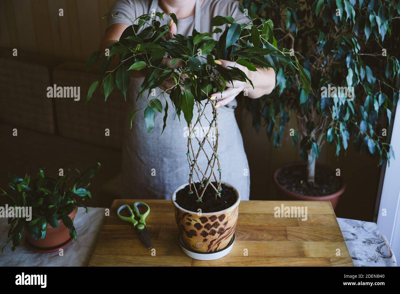 Wie man weinenden Feigenpflanzenstem webt. Methoden und Muster des Webenens von ficus benjamina zu Hause. Frau webt Stiele von Zimmerpflanzen Stockfoto