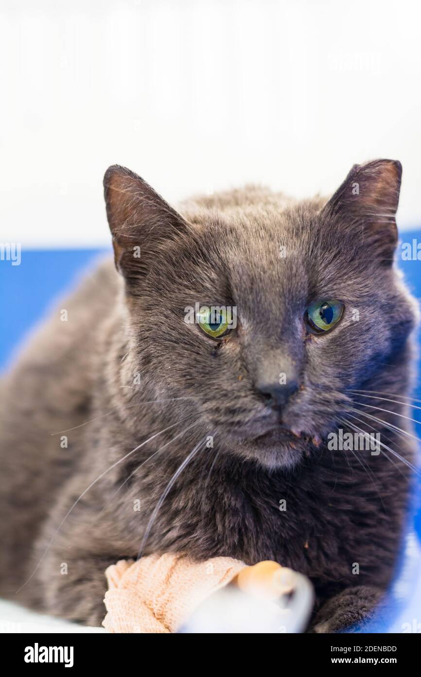 Die adulte Katze mit Nierenversagen receivind iv Flüssigkeiten bei Die Tierklinik Stockfoto