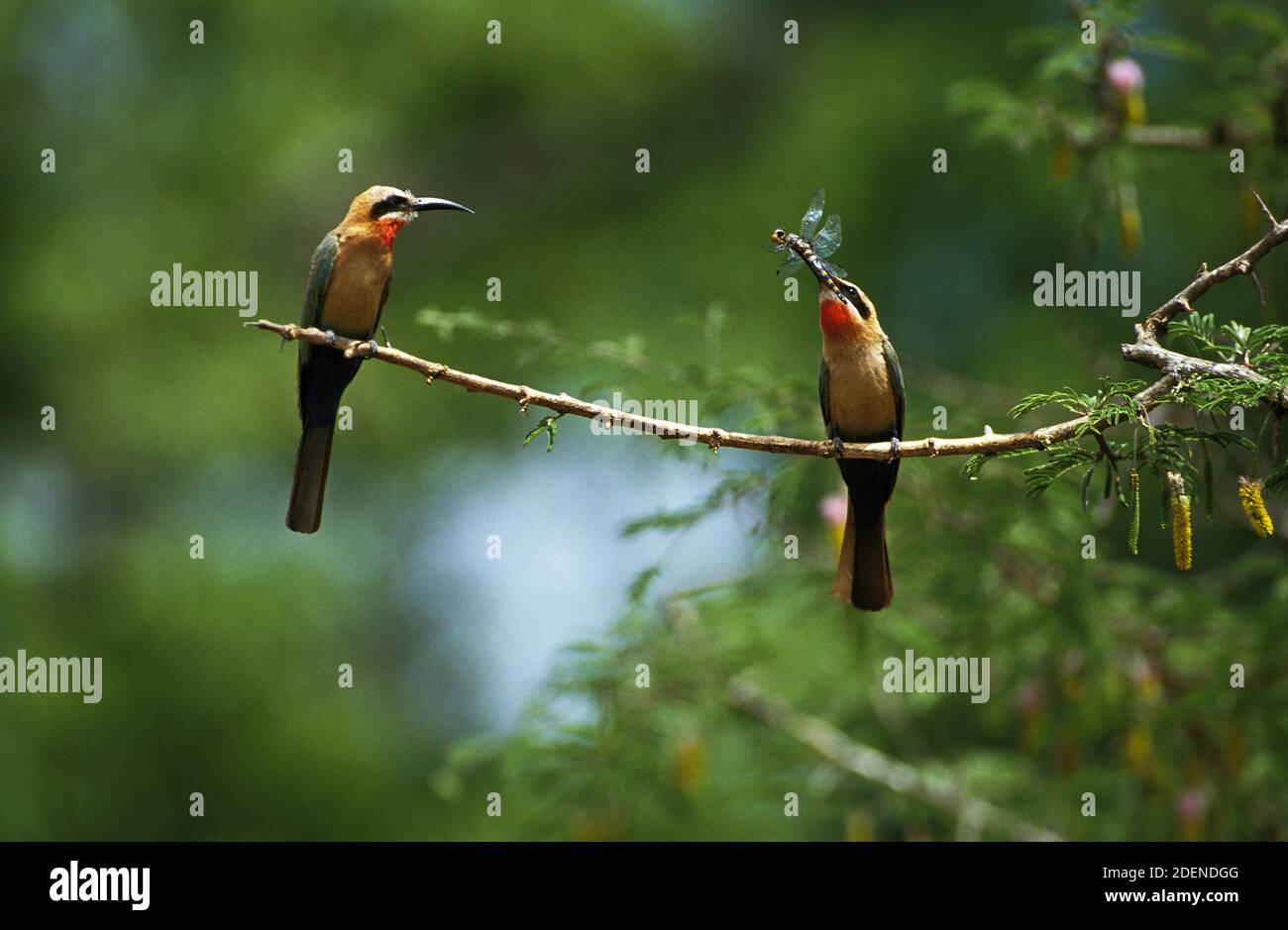 Bienenfresser mit weißer Front, merops-Bullockoides, Erwachsene, die auf dem Zweig stehen, Libelle im Schnabel, Kenia Stockfoto