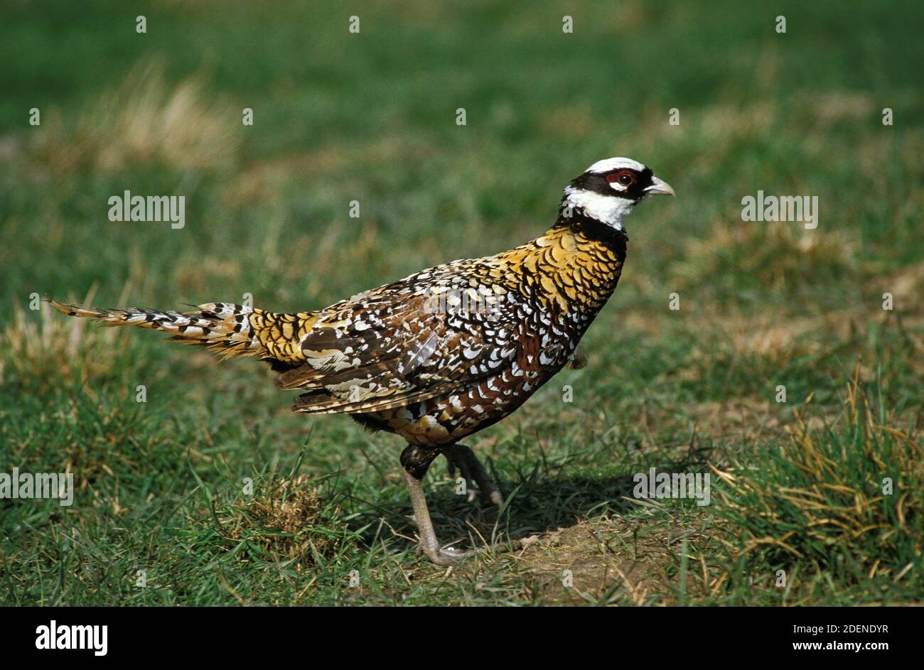 Reeves's Pheasant, syrmaticus reevesii, Männchen auf Gras stehend Stockfoto