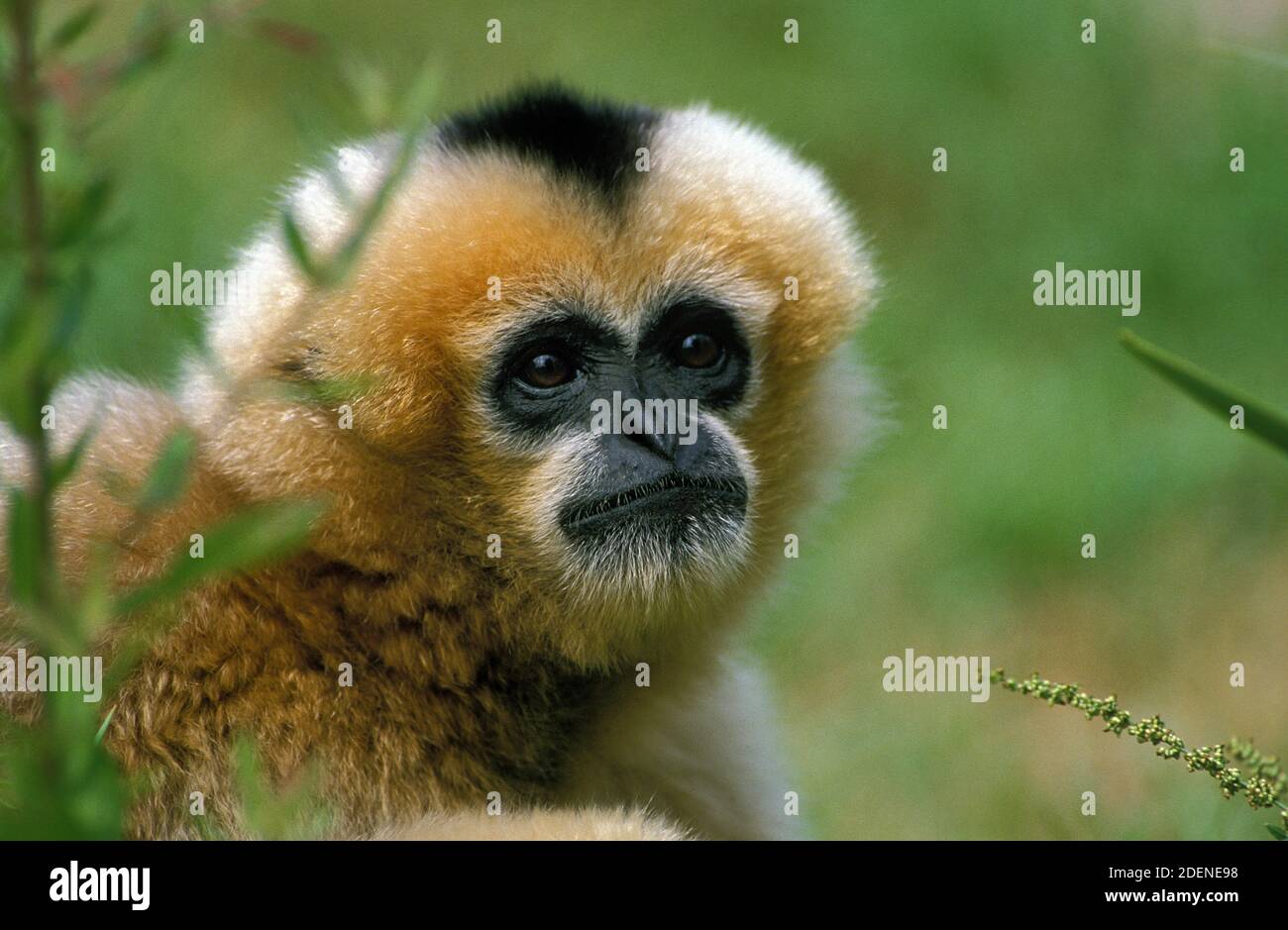 Concolor Gibbon oder weißen Wangen Gibbon, Hylobates Concolor, Porträt von Erwachsenen Stockfoto