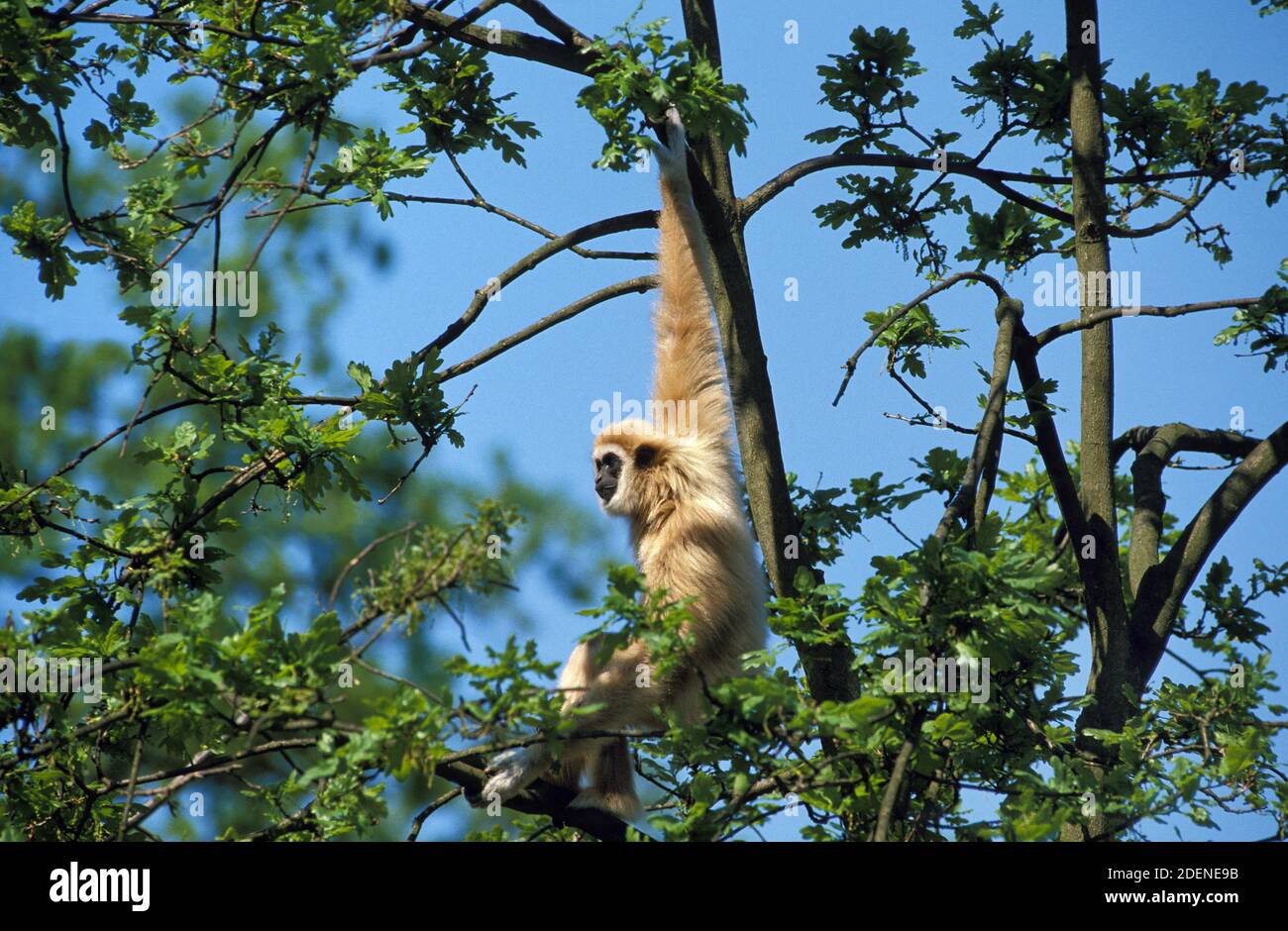 Weißhändiger Gibbon, hylobates-lar, Erwachsener im Baum stehend Stockfoto