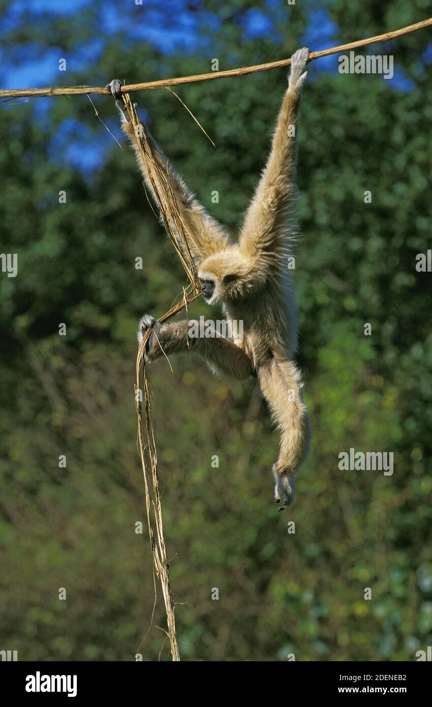 White-Handed Gibbon, Hylobates Lar, weibliche hängen von Liana Stockfoto