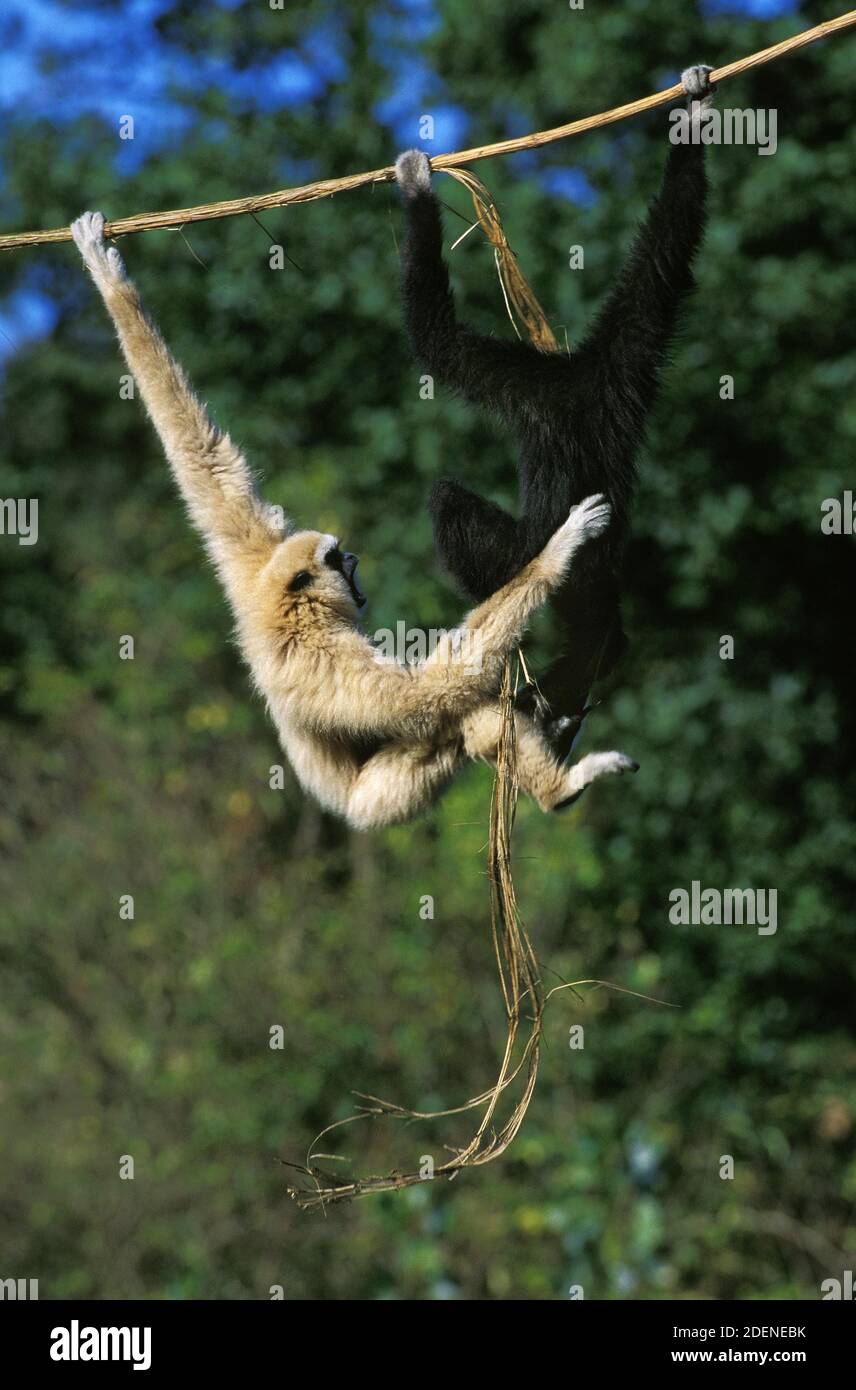 Weißhändiger Gibbon, hylobates lar, Paar hängend von Liana Stockfoto