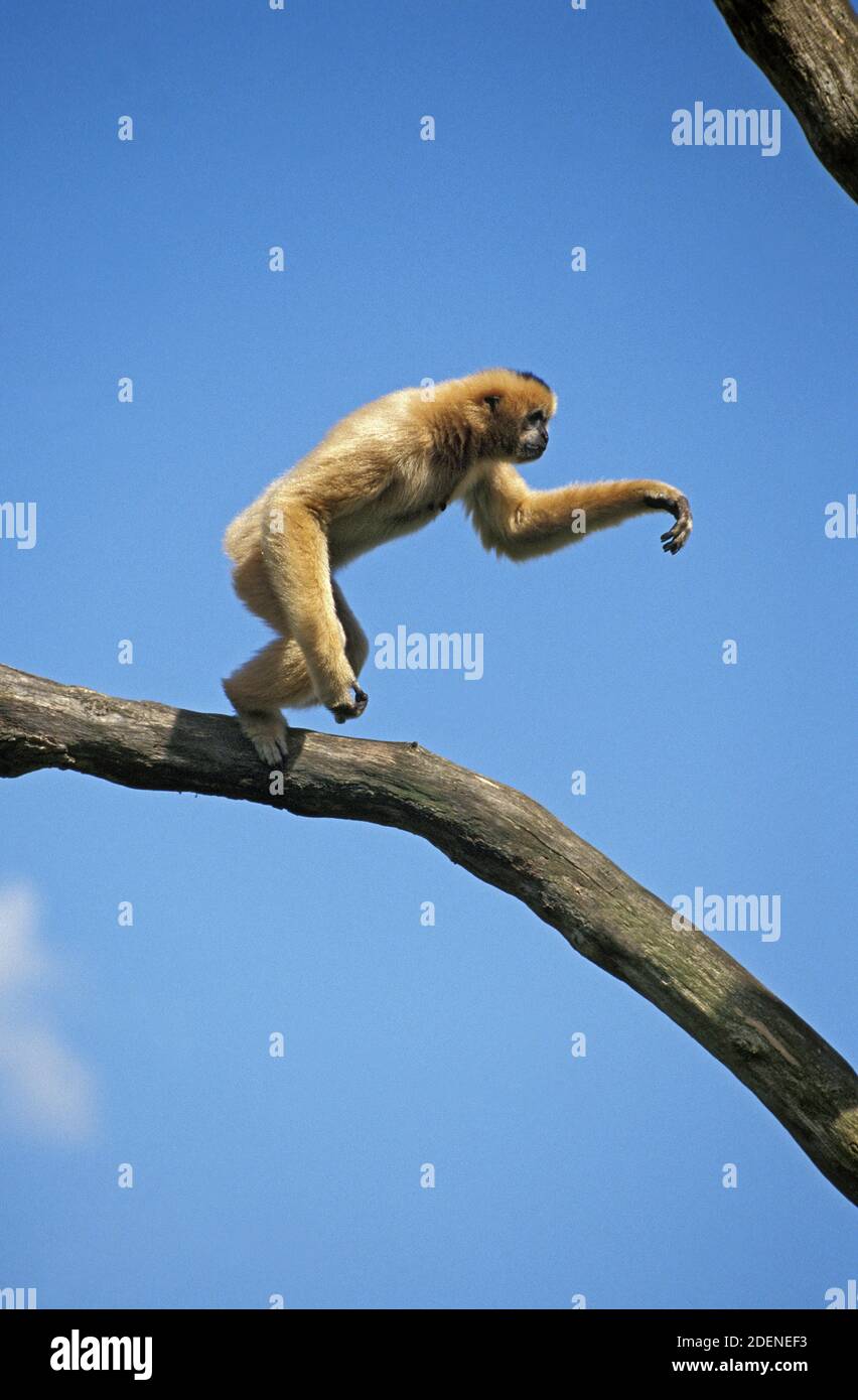 Concolor Gibbon oder weißen Wangen Gibbon, Hylobates Concolor, Erwachsene springen von Ast Stockfoto