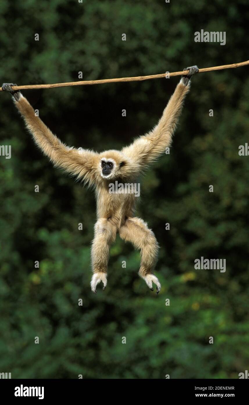 White-Handed Gibbon, Hylobates Lar, weibliche hängen von Liana Stockfoto