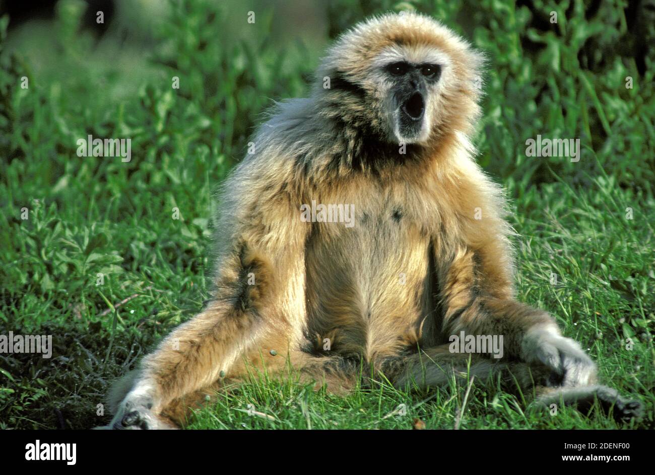 White-handed Gibbon, hylobates lar, Weiblich sitzt auf Gras, Calling Stockfoto