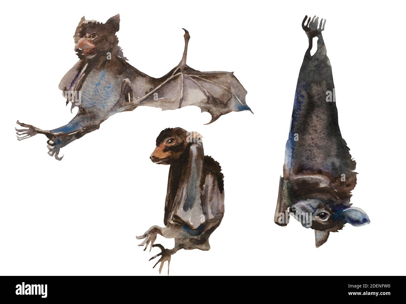 Set von Aquarell Baby Fledermäuse und hängenden Kopf nach unten Fledermaus isoliert auf weißem Hintergrund. Lustige Tierdarstellung Stockfoto