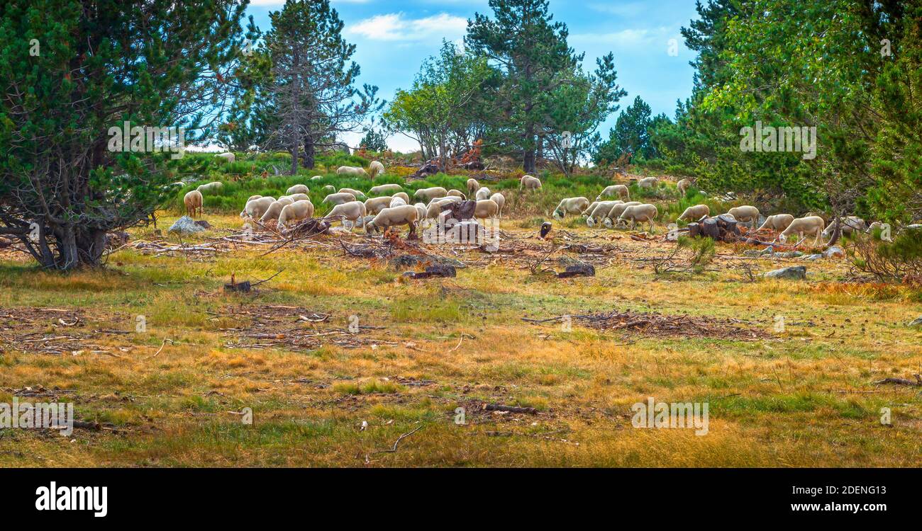 Brebis sur le Mont Lozère, Occitanie. Stockfoto