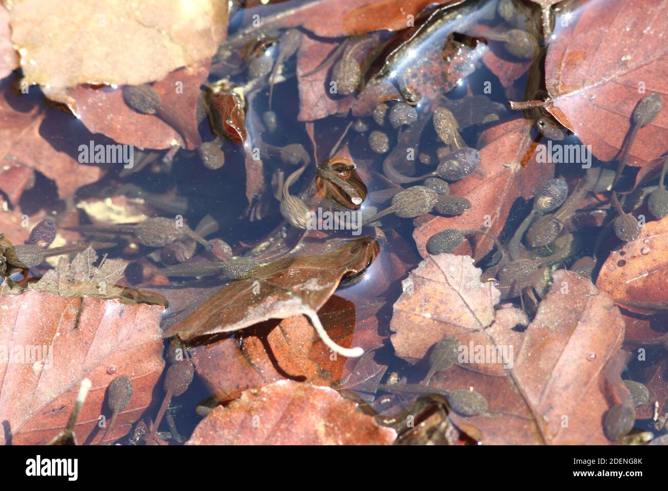 Baby kaulquappen Fotos und Bildmaterial in hoher Auflösung Alamy