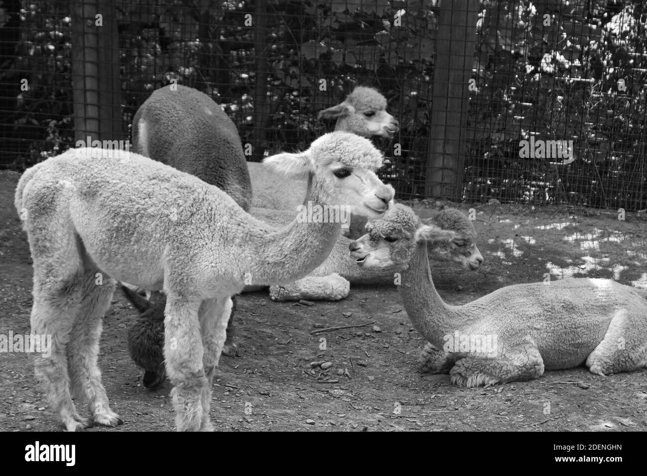 Sehr entzückende Alpakas, die in ihrer Gruppe kauen oder einfach nur im Pittsburgh Zoo entspannen. Stockfoto