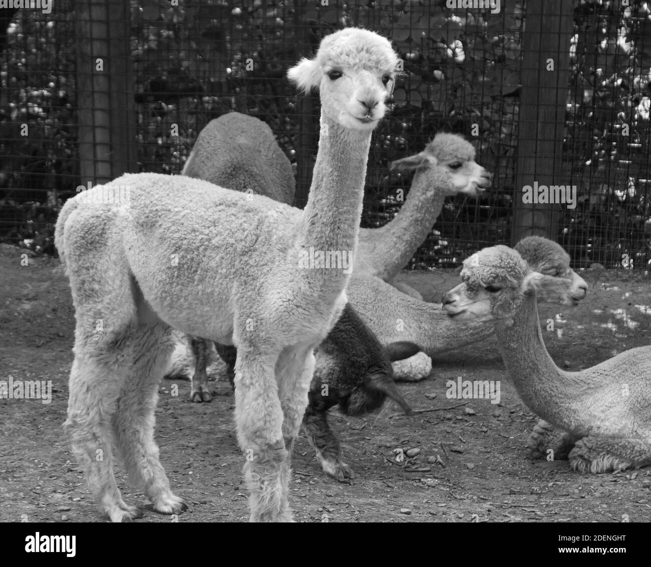 Sehr entzückende Alpakas, die in ihrer Gruppe kauen oder einfach nur im Pittsburgh Zoo entspannen. Stockfoto