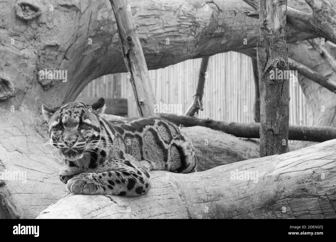 Ein getrübter Leopard schaut mit einem nachdenklichen Blick durch Sie. Stockfoto