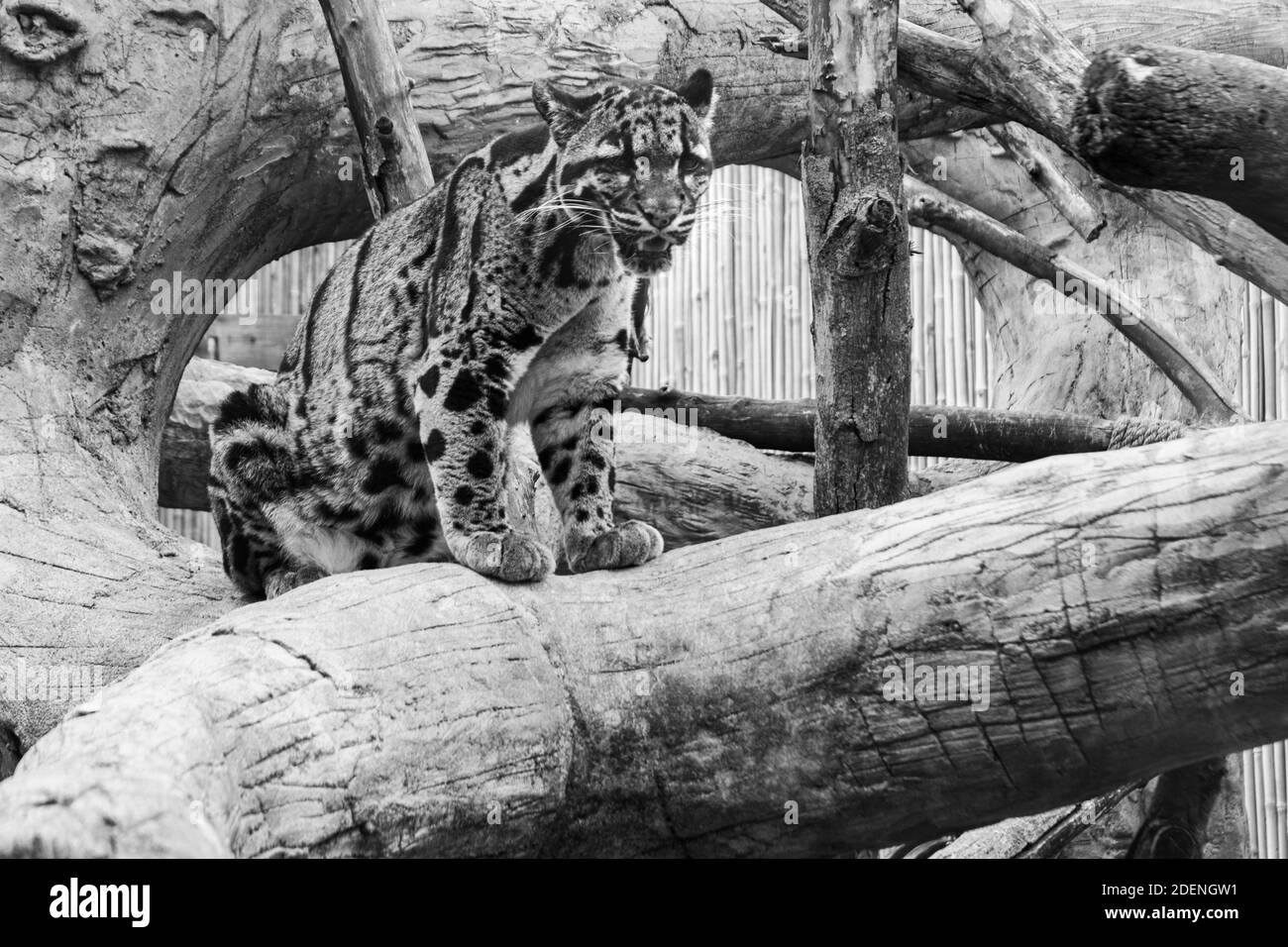 Ein getrübter Leopard schaut mit einem gefährlichen Blick durch dich. Stockfoto