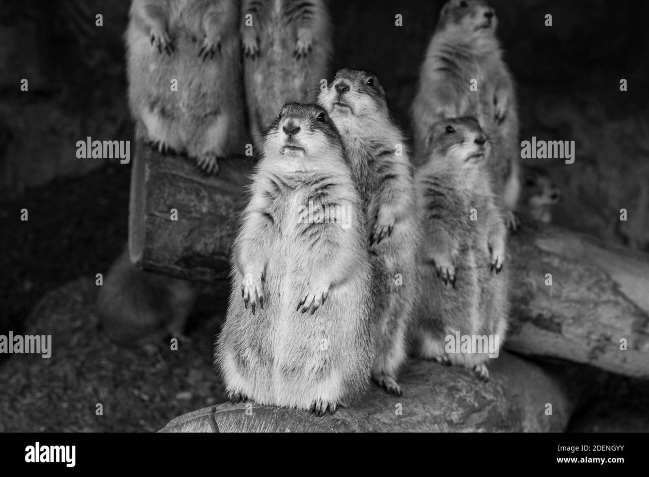 Eine Gruppe von sechs niedlichen Präriehunden, die aufrecht stehen und sehr neugierig aussehen. Stockfoto