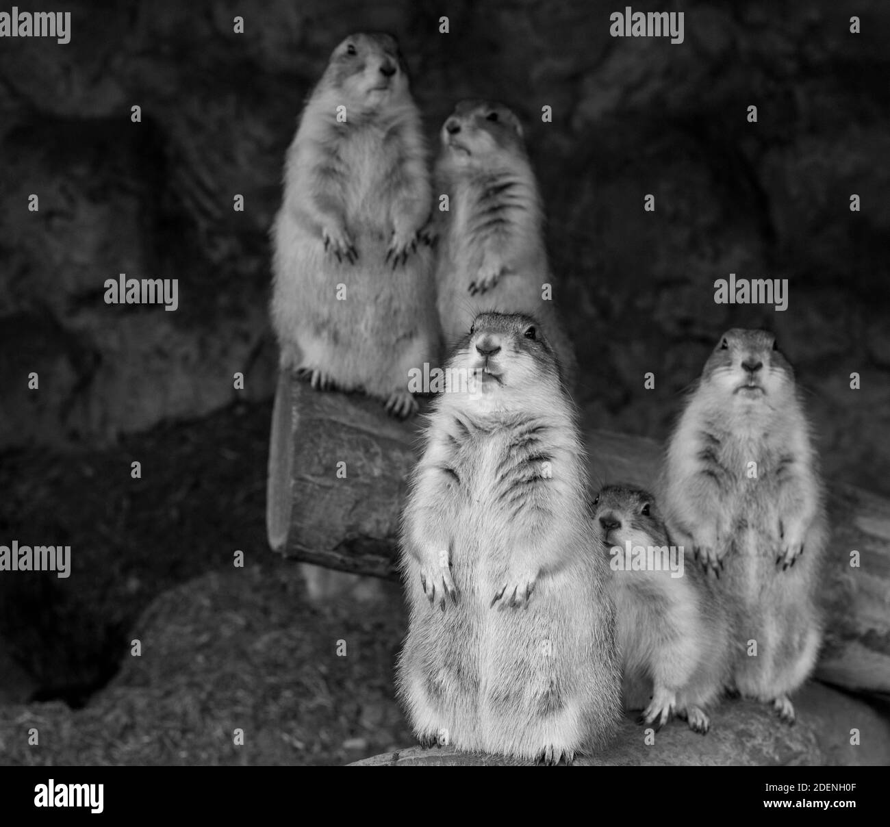 Eine Gruppe von fünf niedlichen Präriehunden, die aufrecht stehen und sehr neugierig aussehen. Stockfoto
