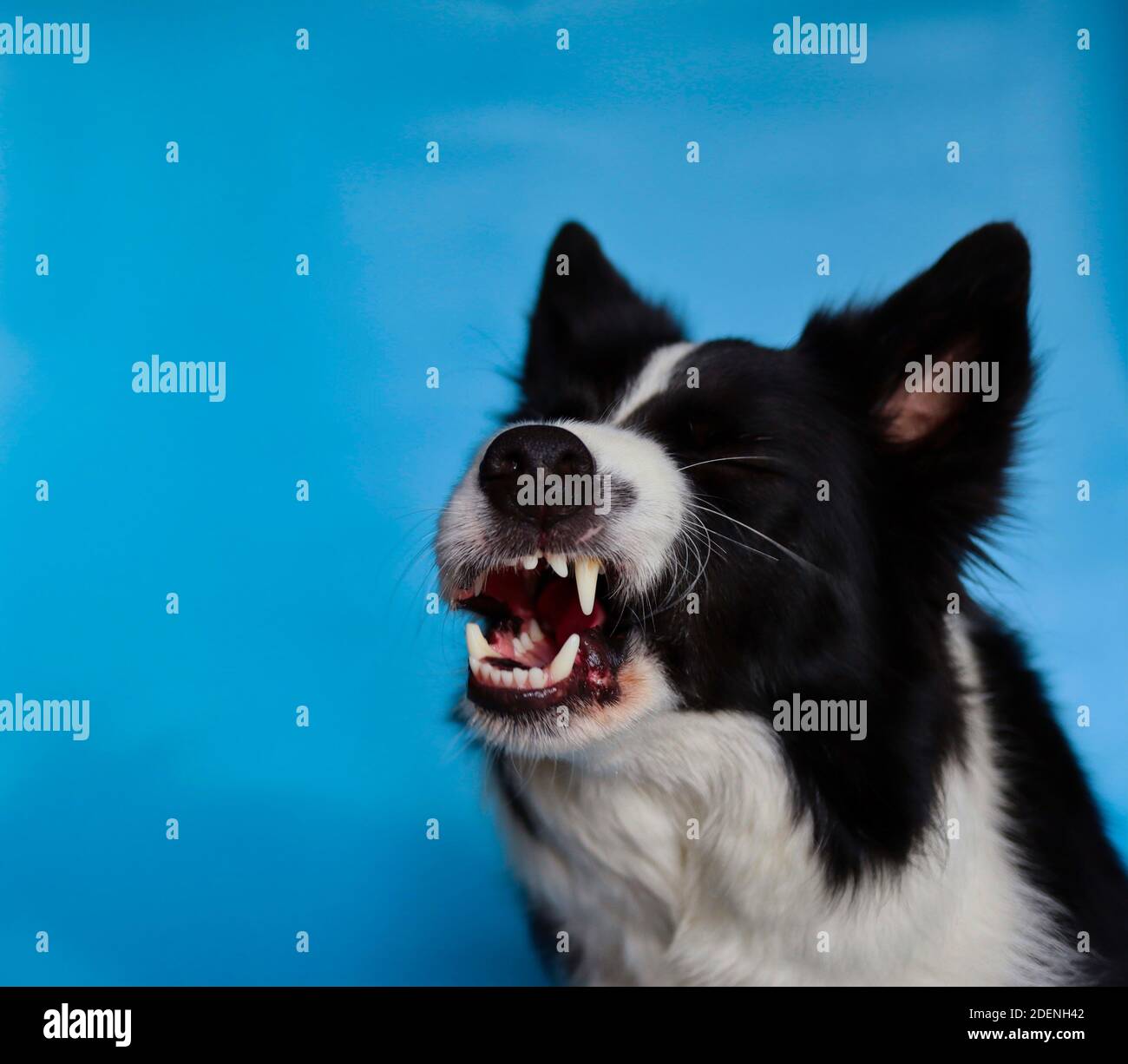 Lustige Border Collie gähnt und zeigt seine Zähne isoliert auf Blau. Nahaufnahme des schwarzen und weißen Hundekopfes. Stockfoto
