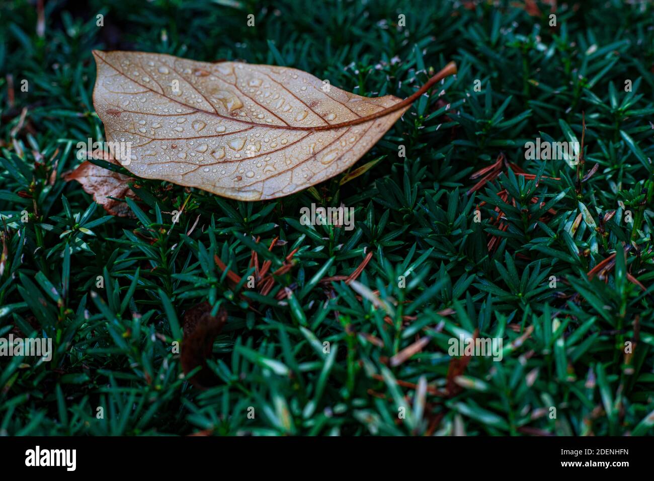 Eine Nahaufnahme eines Herbstblattes, das auf einem Busch mit Wassertröpfchen liegt. Stockfoto