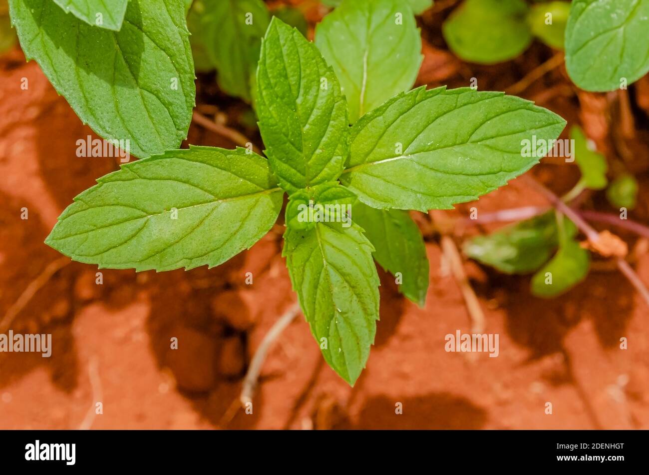 In einem Plastikbehälter wächst eine kleine mentha x piperita, auch bekannt als schwarze Minze. Stockfoto