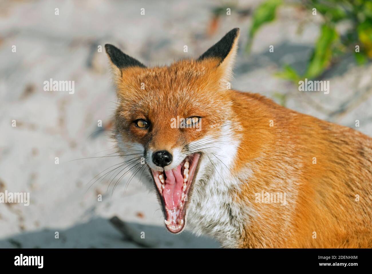 Rotfuchs (Vulpes vulpes) Nahaufnahme des Kopfes zeigt Zähne in offenem Mund während Gähnen am Strand Stockfoto