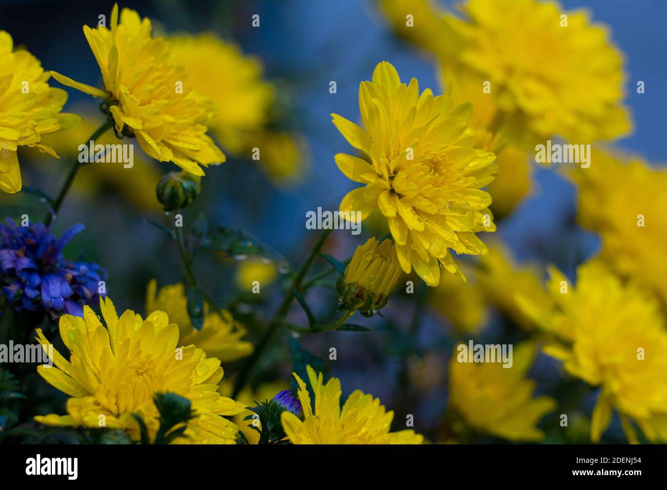 Gelbe Chrysanthemen, die sich nach vorne lehnen und vom Regen nass werden. Stockfoto