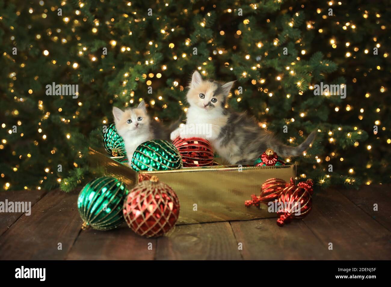 Niedliche neugierige Kätzchen in einer Baumbehang-Box zu Weihnachten Stockfoto
