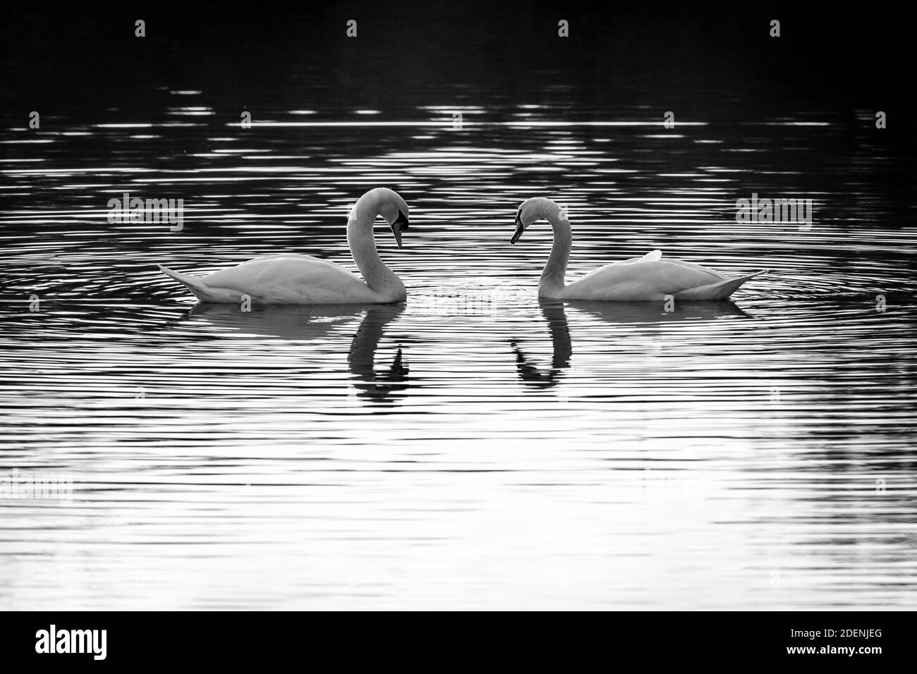 Schwarz-Weiß-Bild eines Paares stummer Schwäne, die in einem See schwimmen. Spiegelung der Vögel im Wasser. Stockfoto