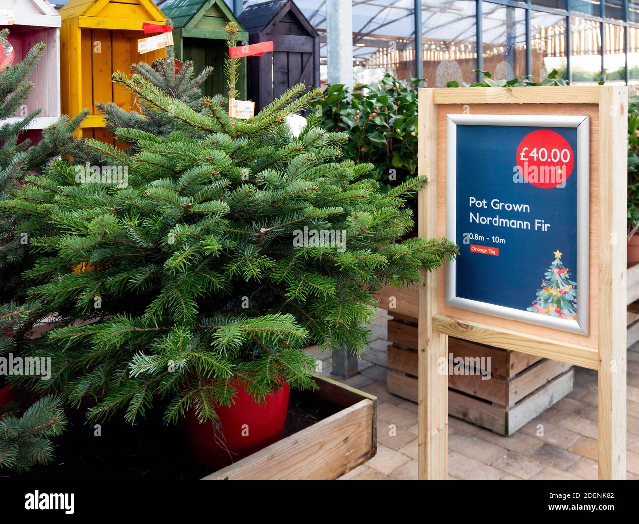 Nordmann Tannenbäume zu verkaufen zu Weihnachten der Vorteil Diese Sorte ist, dass die Nadeln sind weich und tun Nicht fallen Preis £40 für einen Meter Baum Stockfoto