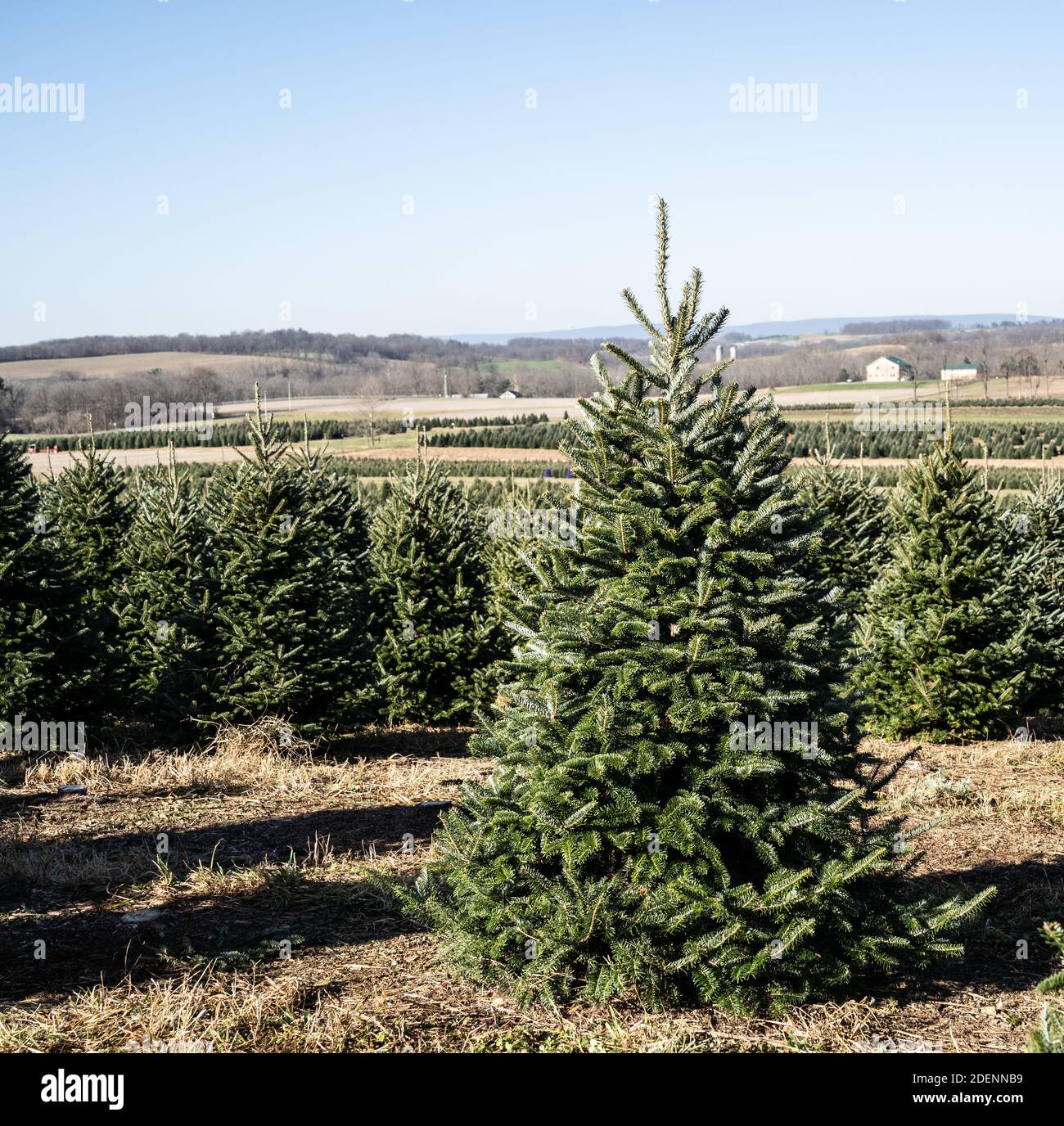 Canaan Tanne Stockfotos Und Bilder Kaufen Alamy