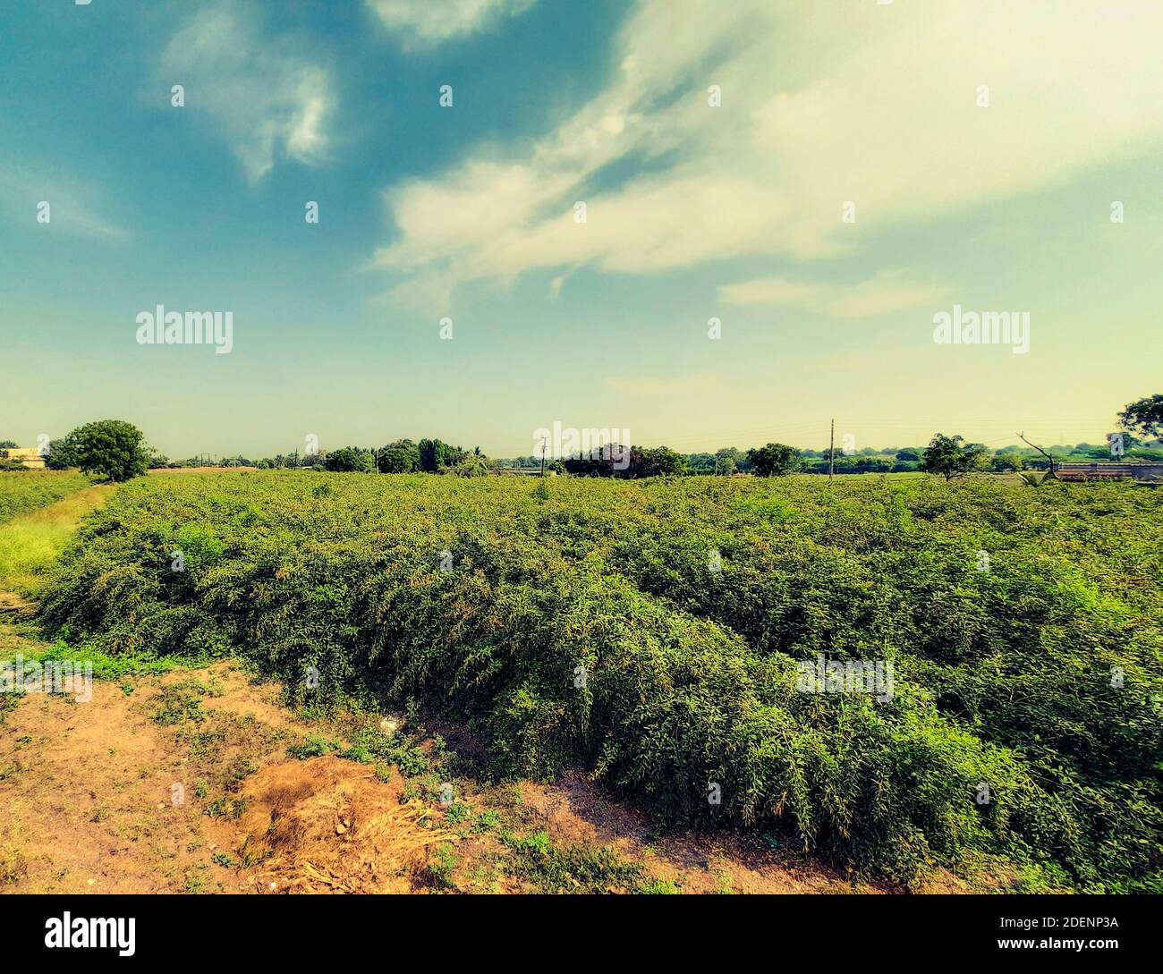 Ein grünes Feld von Taubenerde mit frischem blauen Himmel. Stockfoto