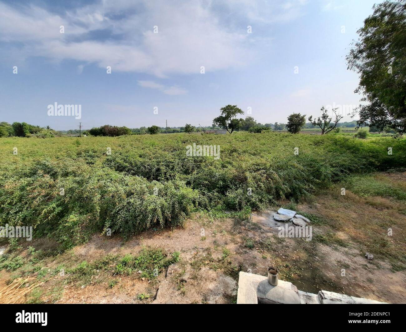 Ein grünes Feld der Erbse mit frischem blauen Himmel Stockfoto