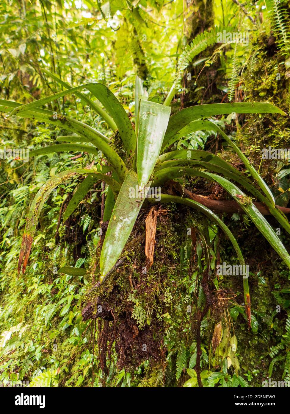 Wandern Sie durch den Regenwald von Costa Rica. Bromelien, Farne, selaginella und andere Epiphyten wachsen auf den Bäumen. So viele verschiedene Grüntöne. Stockfoto