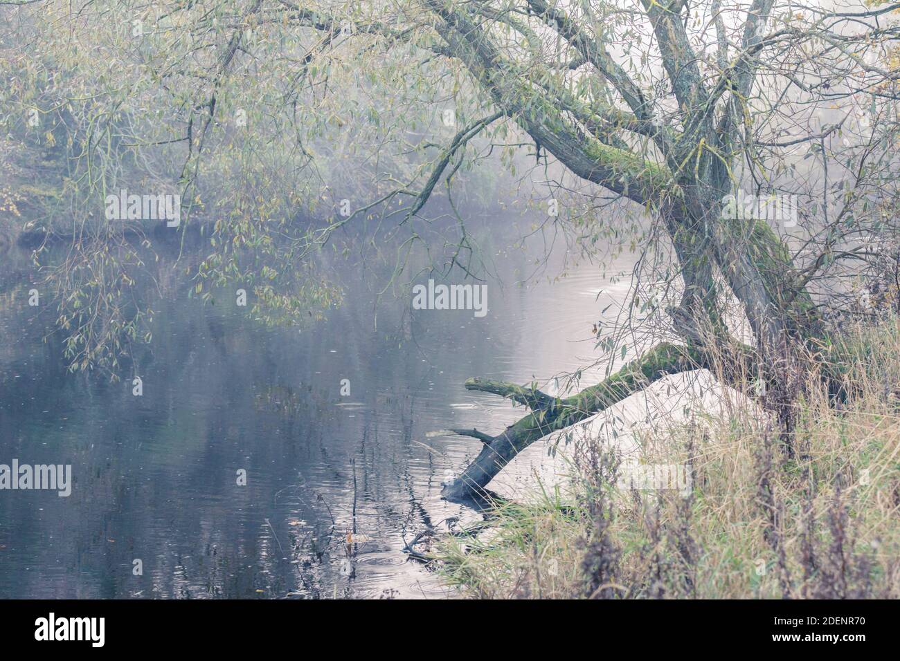 Fluss und Bäume an einem nebligen Morgen im Herbst in Northumberland am Ufer der Wansbeck. Stockfoto