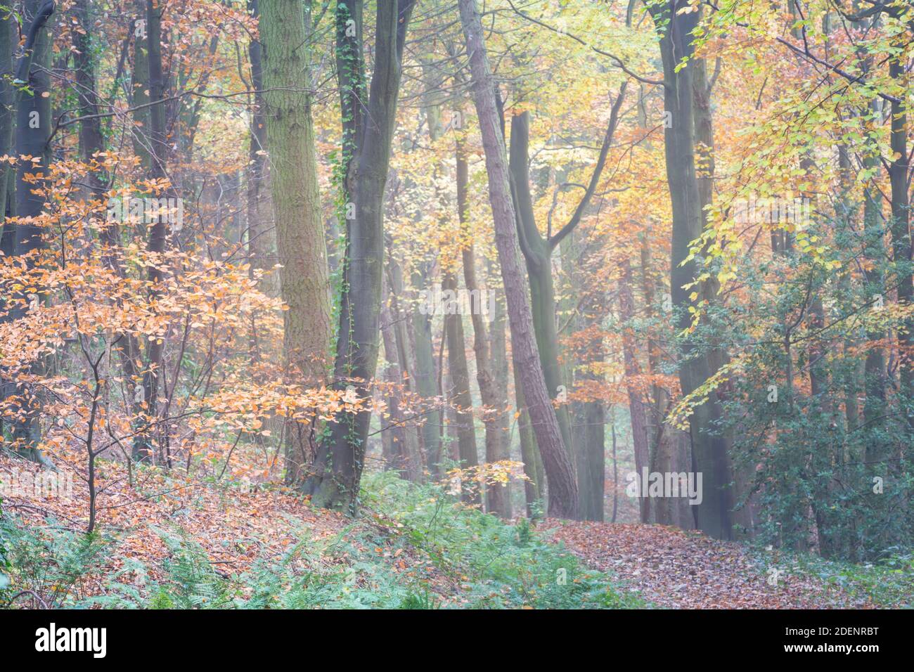 Laubbäume in Wäldern in England im Herbst mit goldenen, bronzenen und roten Blättern auf den Bäumen. Stockfoto