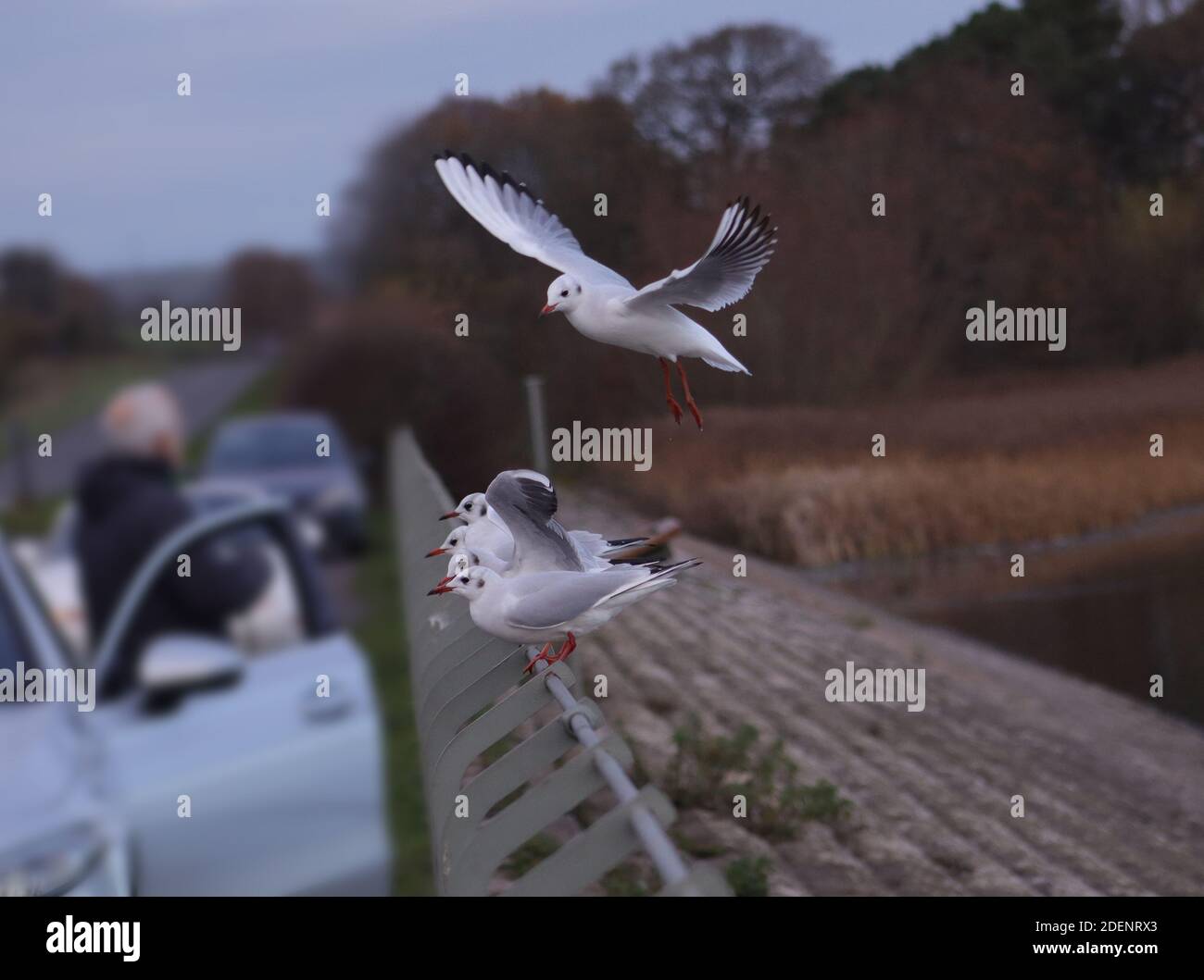 Schwarze Kopf Möwen aufgereiht auf einem Geländer mit einem Overhead wartet auf die Landung Stockfoto