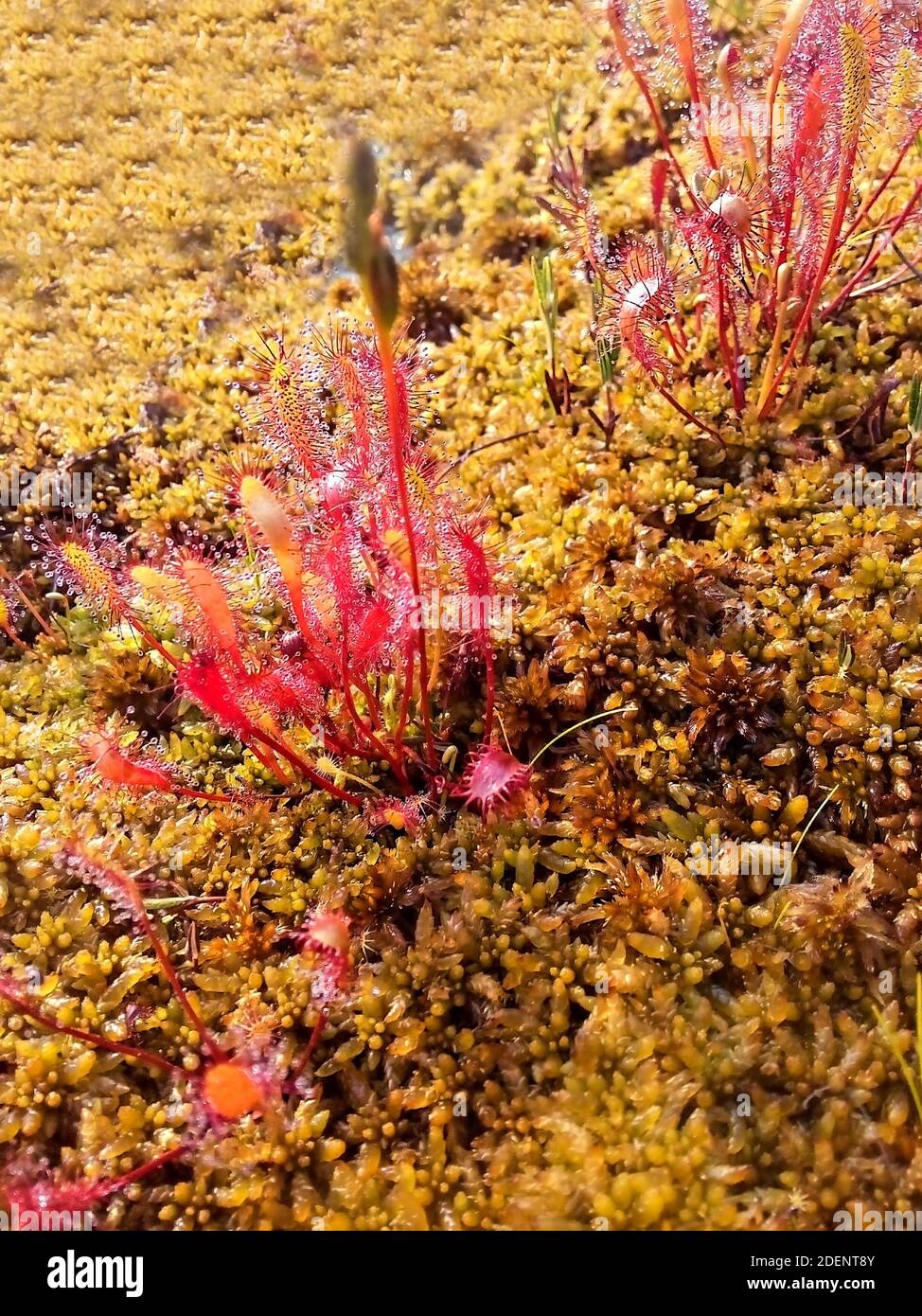 Fleischfressende Pflanze Drosera anglica, englischer Sonnentau oder großer Sonnentau in Tautropfen, die in den Sümpfen der nördlichen Taiga wachsen. Nahaufnahme, selektiver Fokus Stockfoto