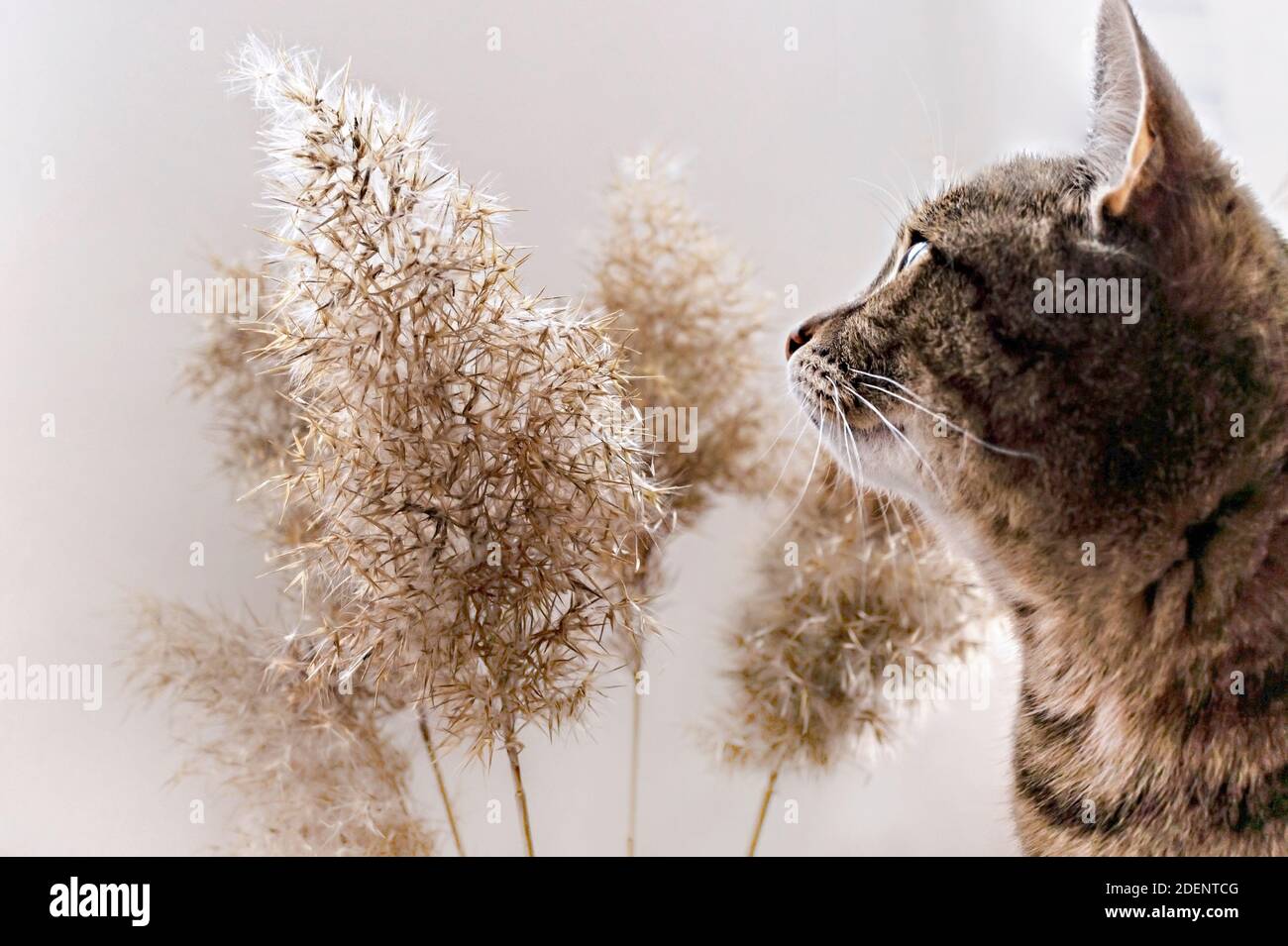 Makrele tabby Katze und trocken flauschige Schilfzweige, Pampas Gras, selektiver Fokus, neutrale Palette, Abstrakt natürlichen Hintergrund. Phragmites australis, beige Stockfoto