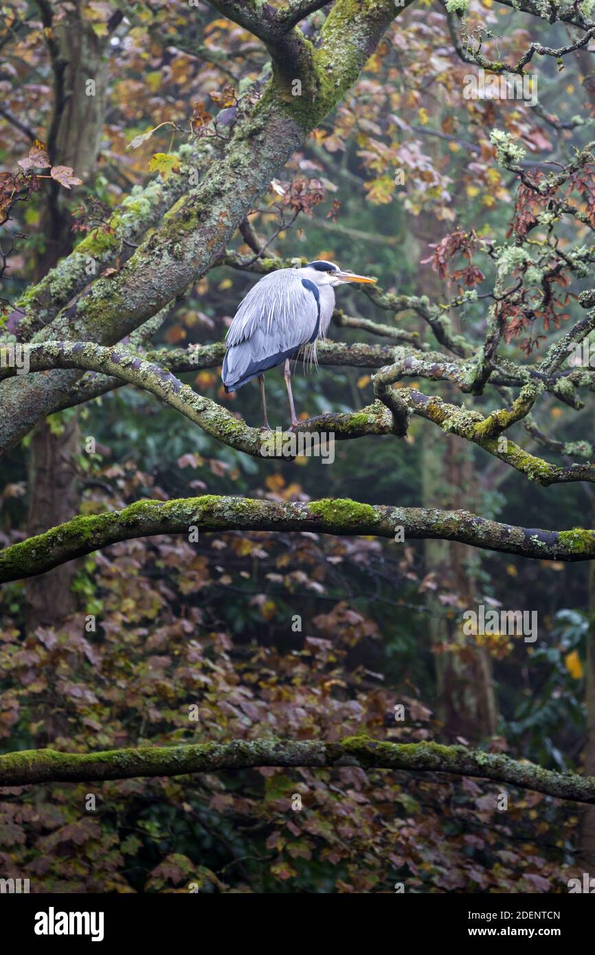 Reiher auf einem Baumzweig im Regen durch die Fluss an einem nassen Tag im Herbst Stockfoto