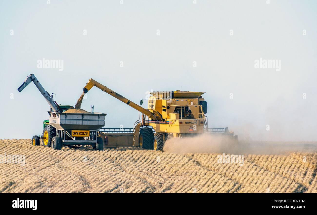 Australische Weizenpreise Stockfoto