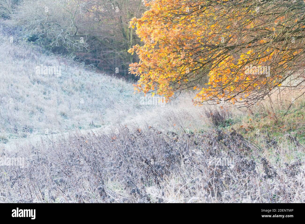 Frost geschnürte Gräser und goldene Eichenbaumblätter auf einem Schöner Wintertag Stockfoto