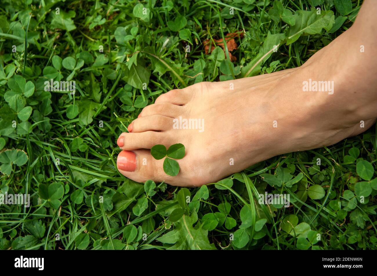 Ein Mädchenfuß auf einem grünen Kleeblatt mit einem Stiel zwischen den Zehen. Stockfoto