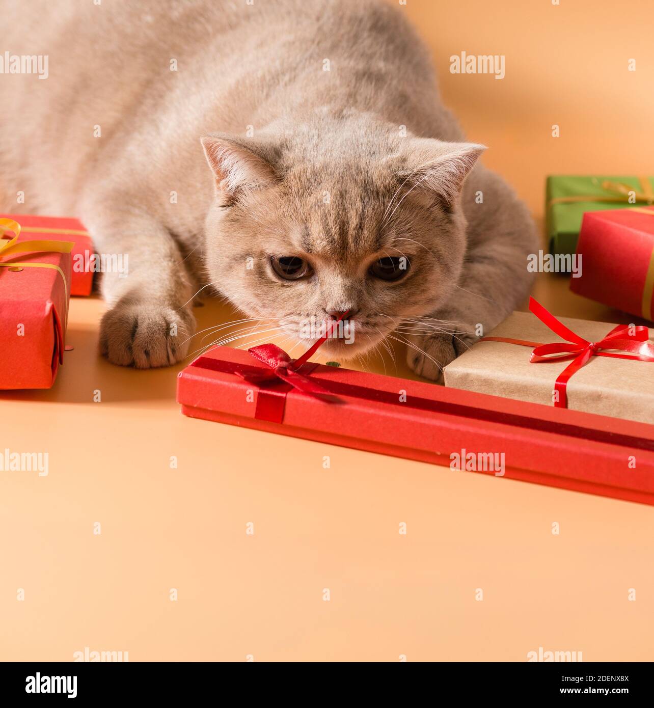 Eine pfirsichfarbene britische Kurzhaar-Katze schnuppert Geschenke in Schachteln mit roten Bändern. Vorbereitung auf den Urlaub Stockfoto