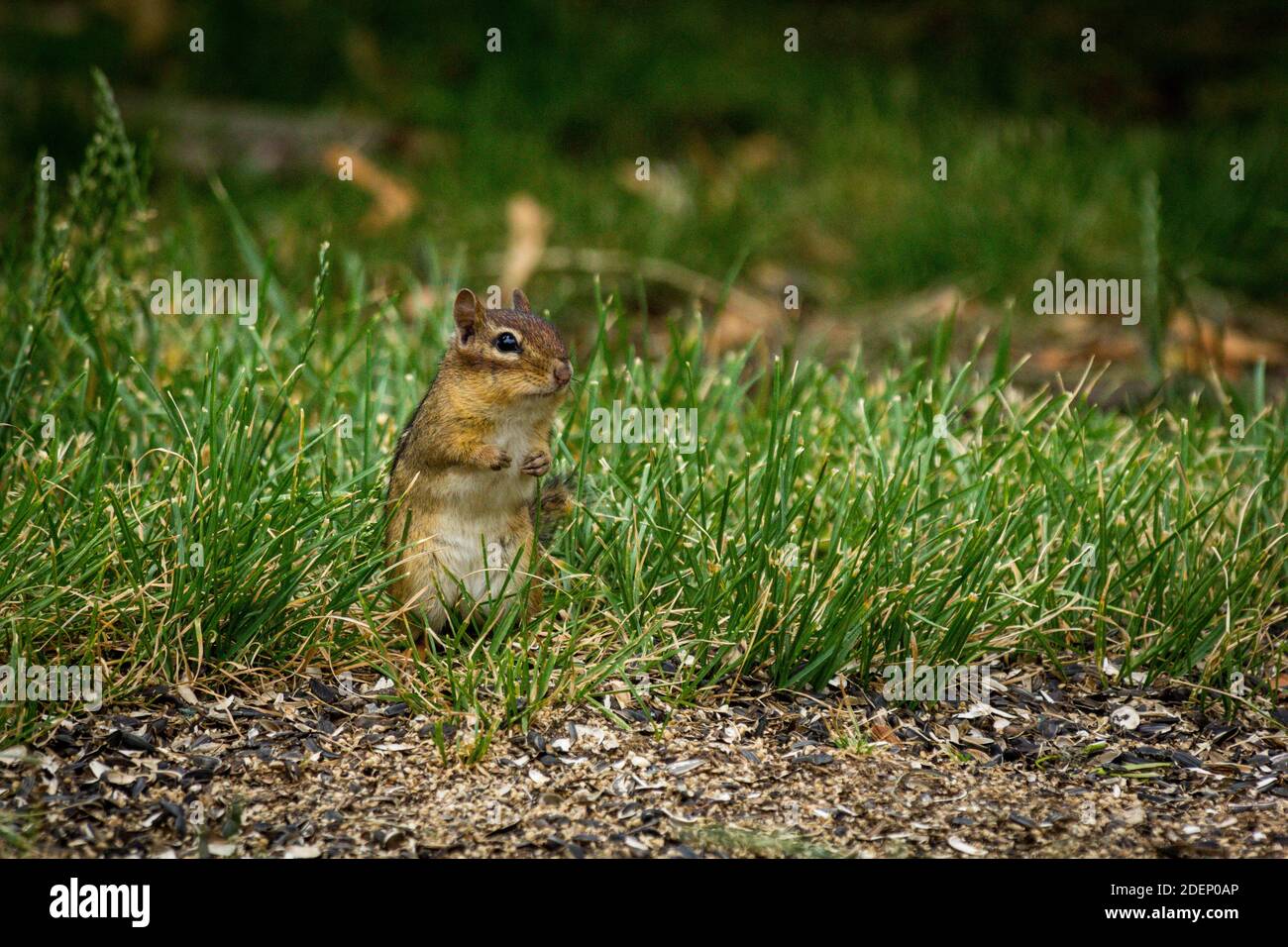Nordamerikanische Chipmunk erkunden den Hof im Frühjahr und essen Gefallener Vogelsaat Stockfoto