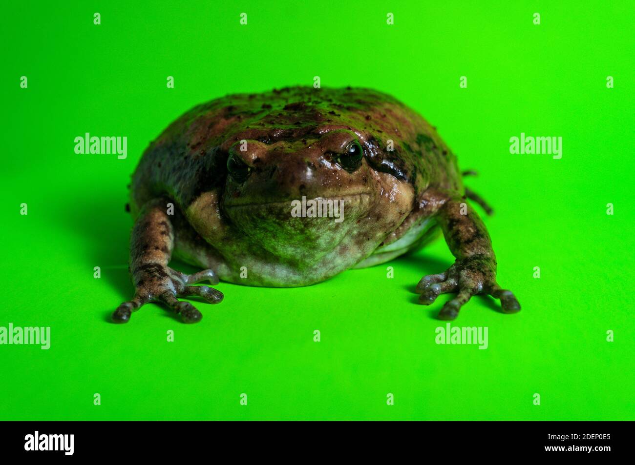 Asiatische bullfrog wie chubby Frosch in der pet-Community bekannt Stockfoto