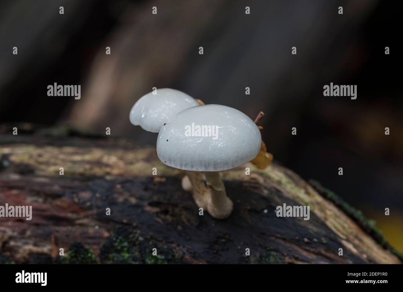 Porzellan-Pilz (Oudemansiella Mucida) Stockfoto