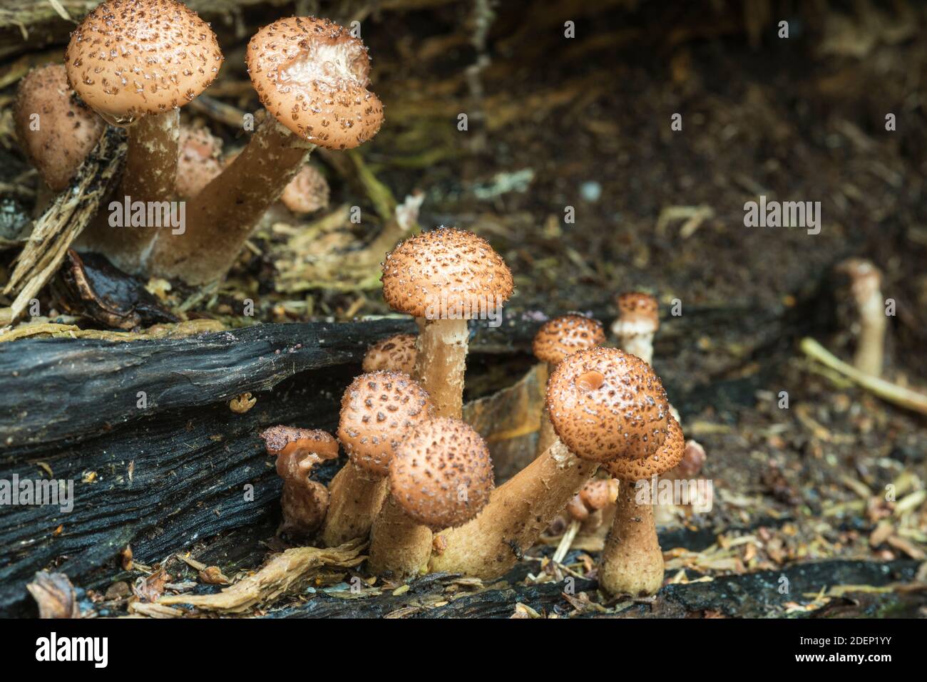 Ein Scalycap-Pilz (Pholiota sp) Stockfoto