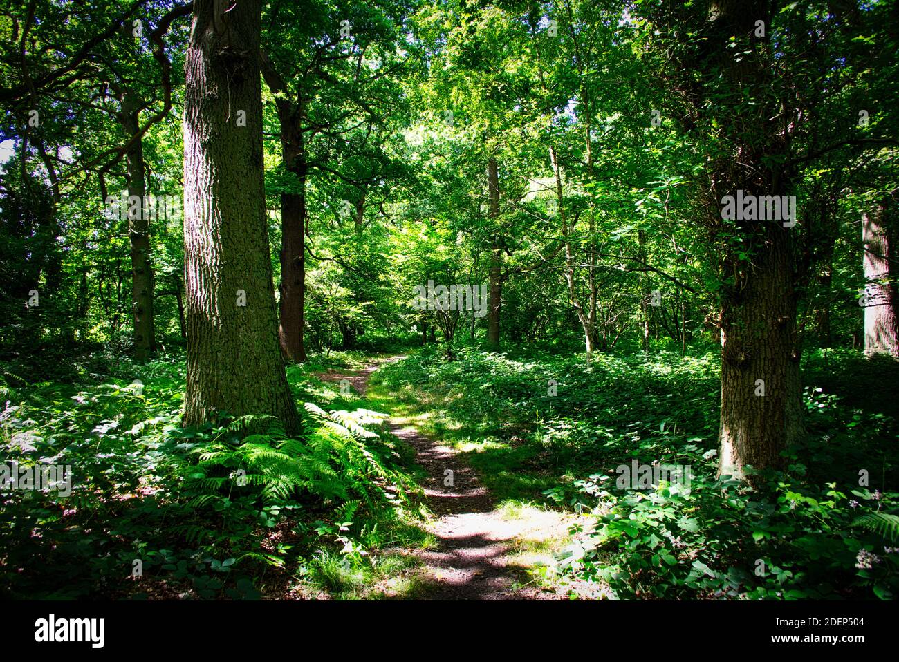Oak Woodlands, South Wood, Calk Estate, Derbyshire. Schattige Woodland Fahrten durch alte Eichen. Stockfoto